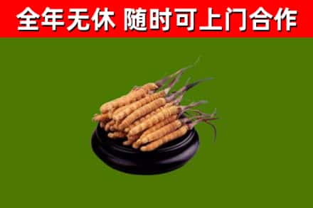 屏东县回收冬虫夏草