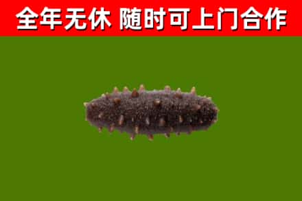 屏东县回收海参干